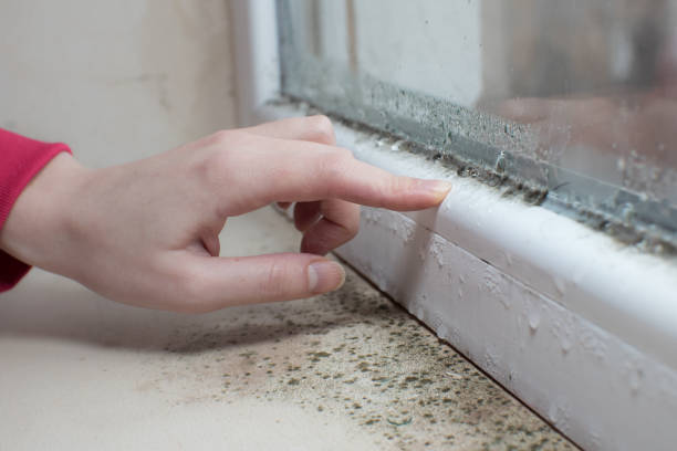 Forensic Mold Investigation in Chisago City, MN